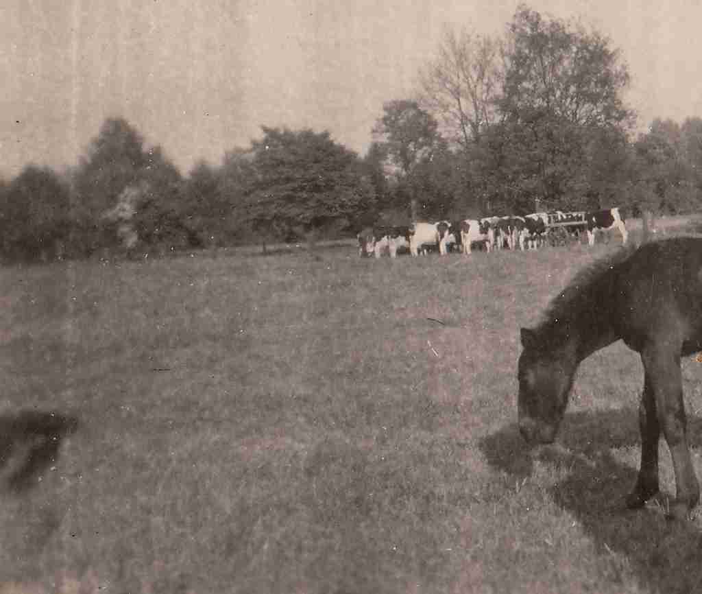 1952 Sommer - bei Hanken Ohmstede detail