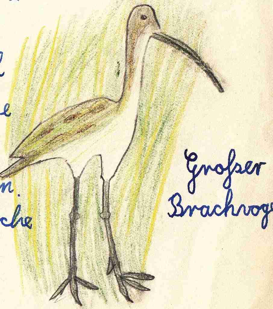 1957 Heimatkunde - Brachvogel