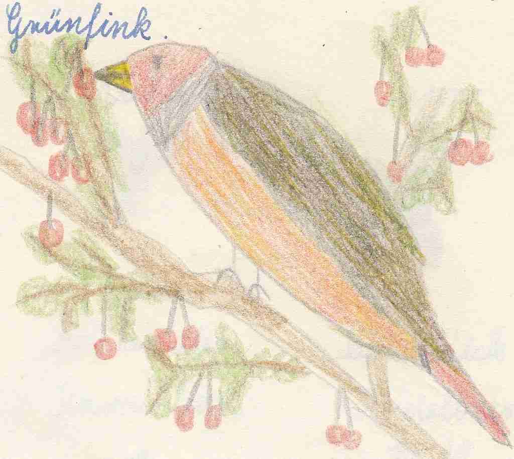 1957 Heimatkunde - Gruenfink