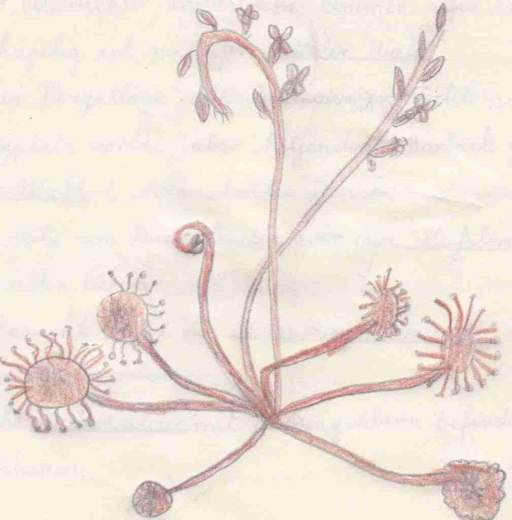 1957 Heimatkunde - Sonnentau