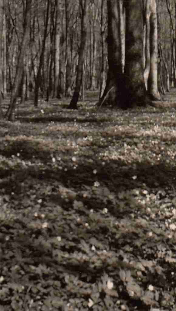 1957_04 o. 05 - Wildenloh 02 detail