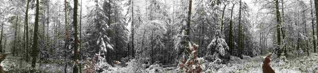 2021_01_09 Rosengarten Halbpanorama