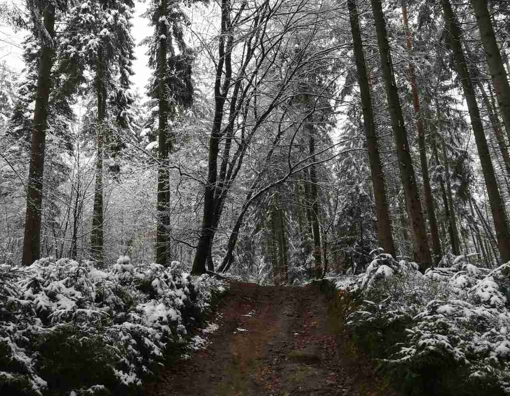 2021_01_09 Rosengarten