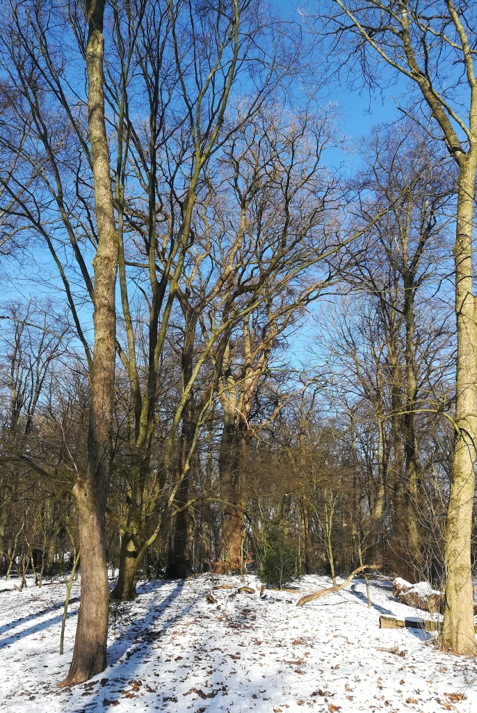 2021_02_13 Im Niendorfer Gehege