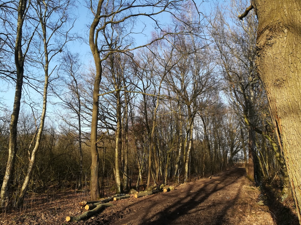 2021_02_24 NSG Stapelfelder Moor