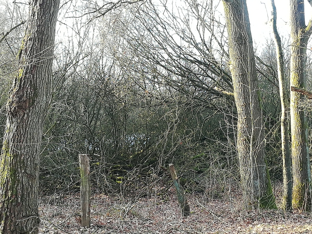 2021_02_24 NSG Stapelfelder Moor