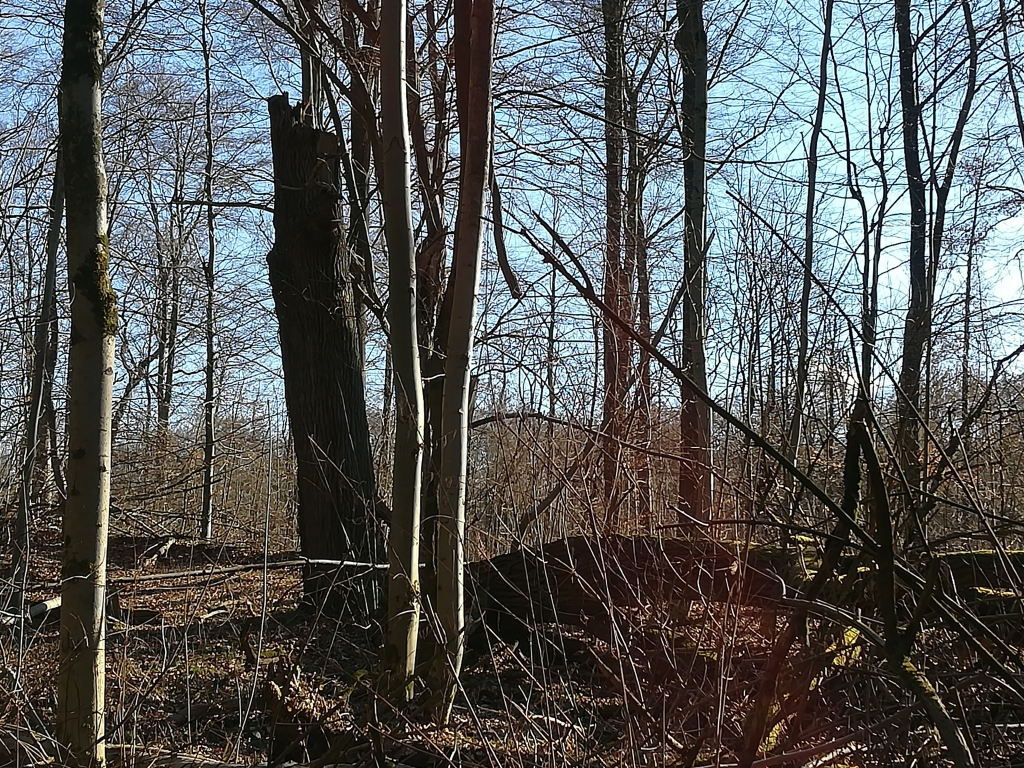 2021_03_05 Wohldorfer Wald Totholzgebiet