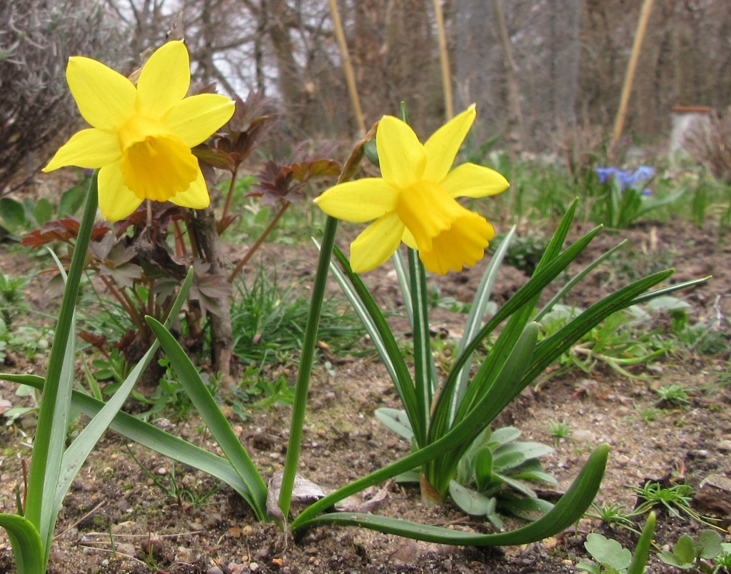 2021_04_01 Goldbek-Aue Narzissen & Strauch-Pfingstrose