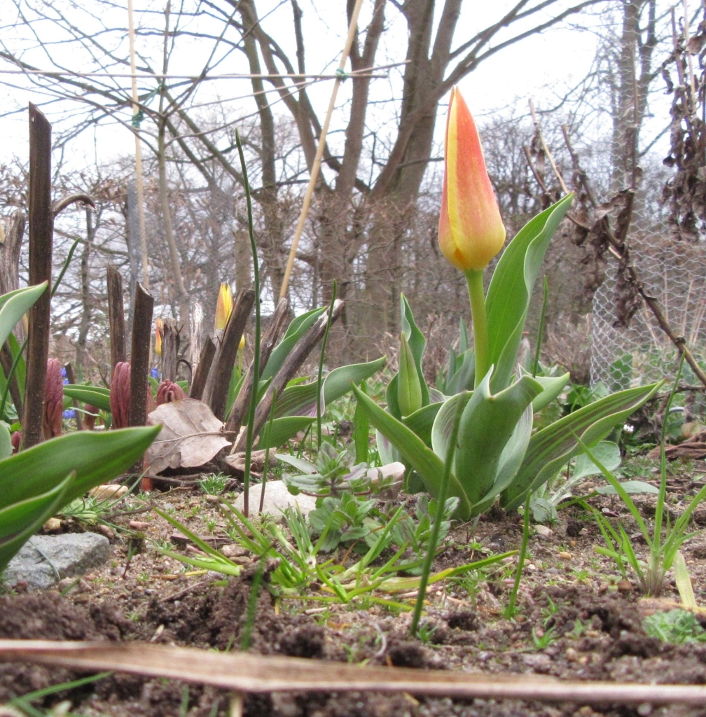 2021_04_01 Goldbek-Aue Kaufmanniana & Pfingstrosen