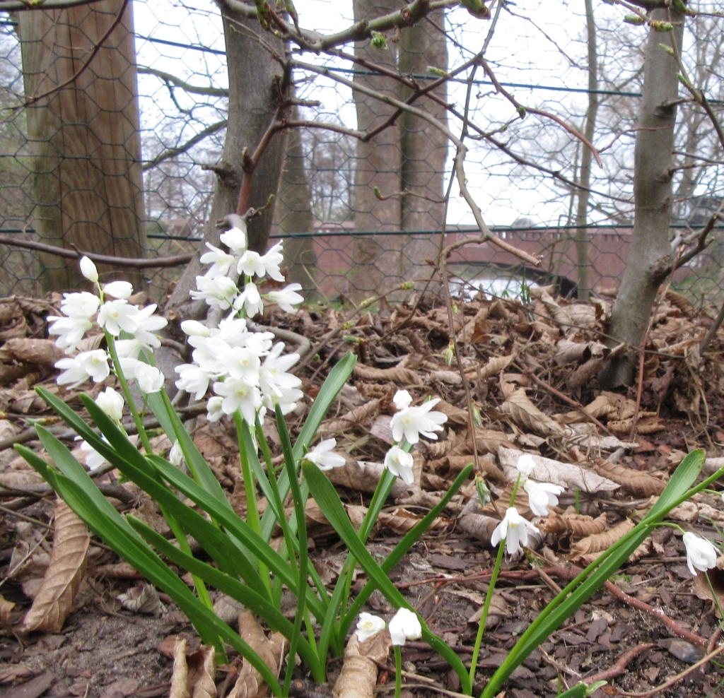 2021_04_01 Goldbek-Aue Puschkinie Alba