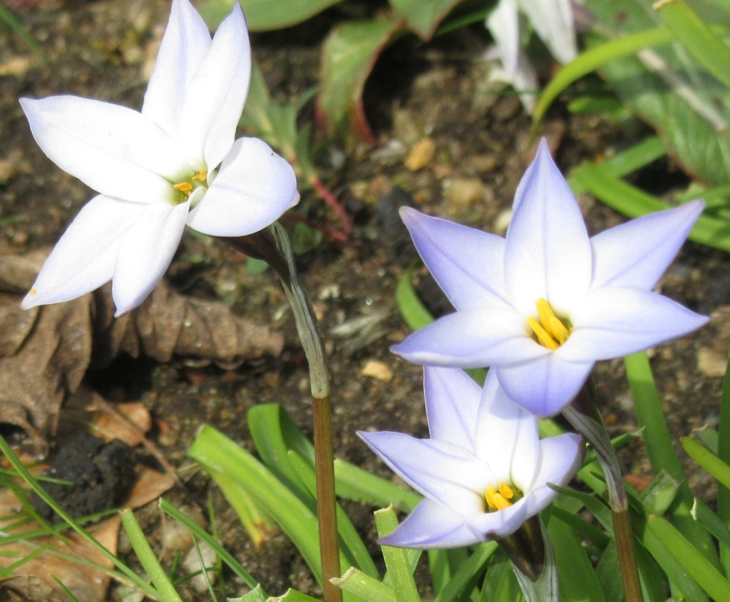 2021_04_10 Goldbek-Aue, Doldiger Milchstern - Ornithogalum umbellatum