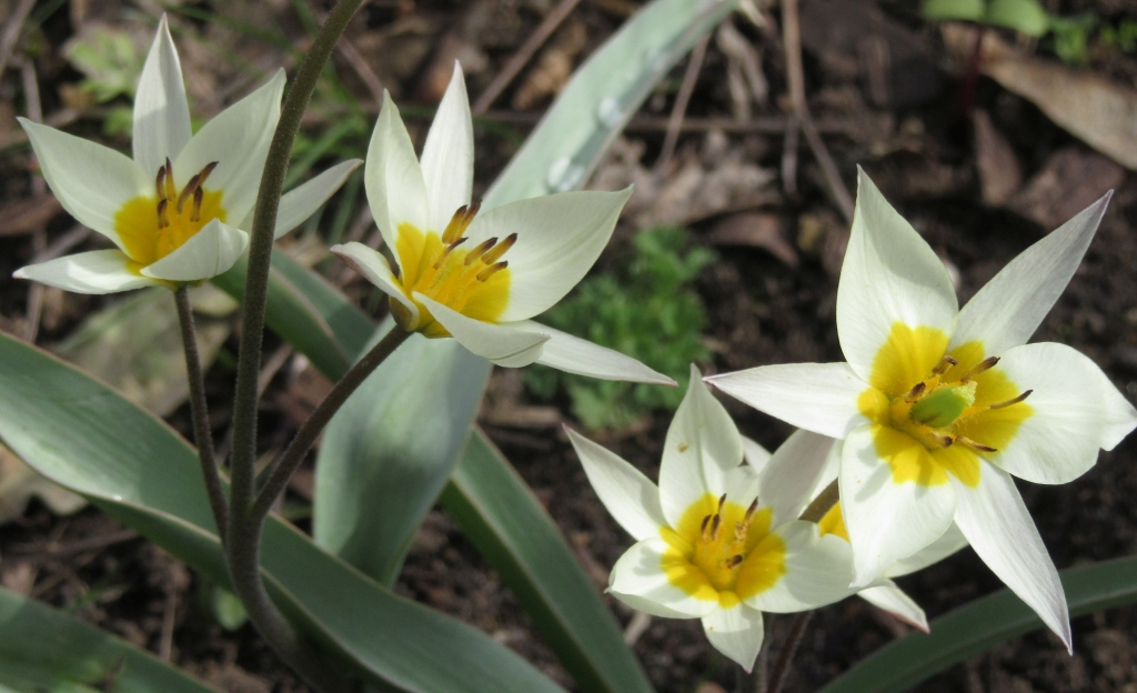 2021_04_10 Goldbek-Aue, Persische Tulpe Carolus Clusius - Tulipa Clusiana