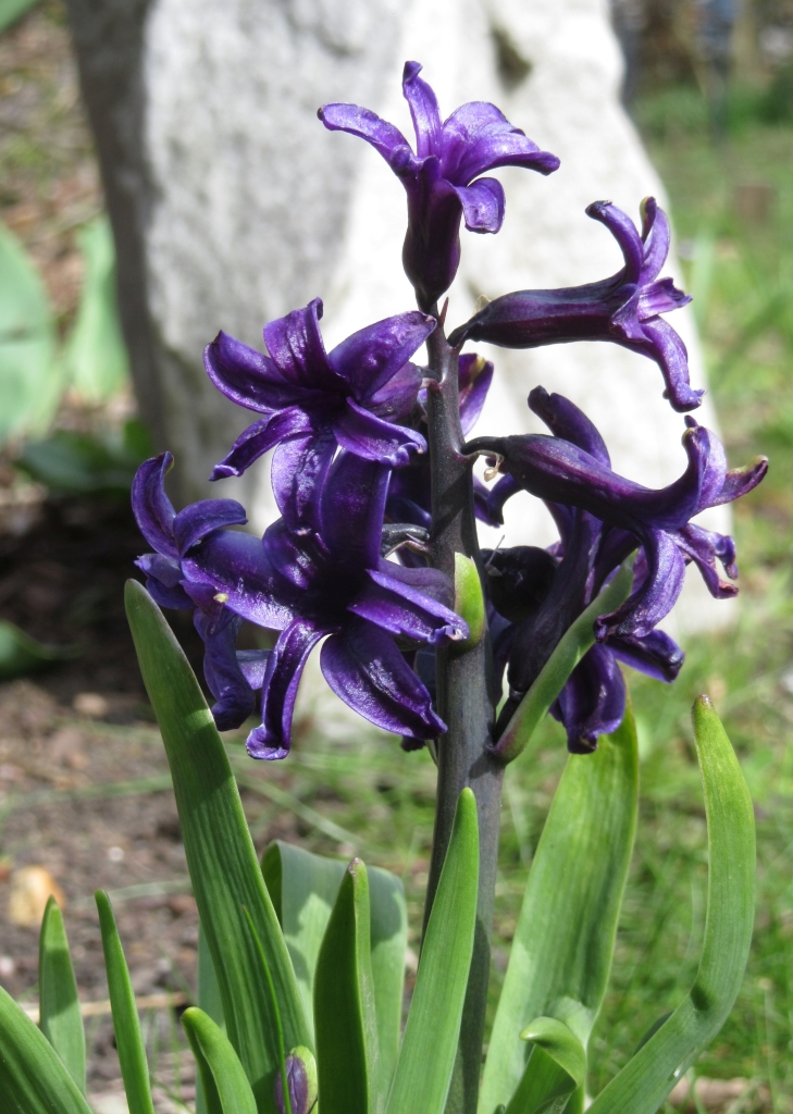 2021_04_10 Goldbek-Aue, Hyazinthe