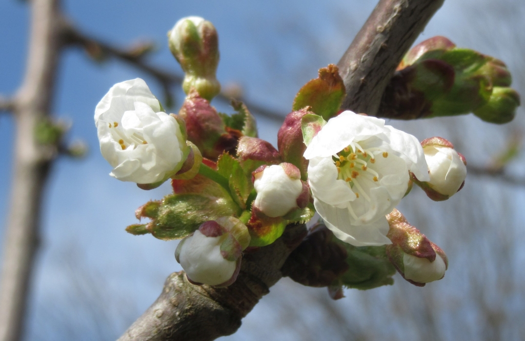 2021_04_18 Goldbek-Aue Kirsche 0040a