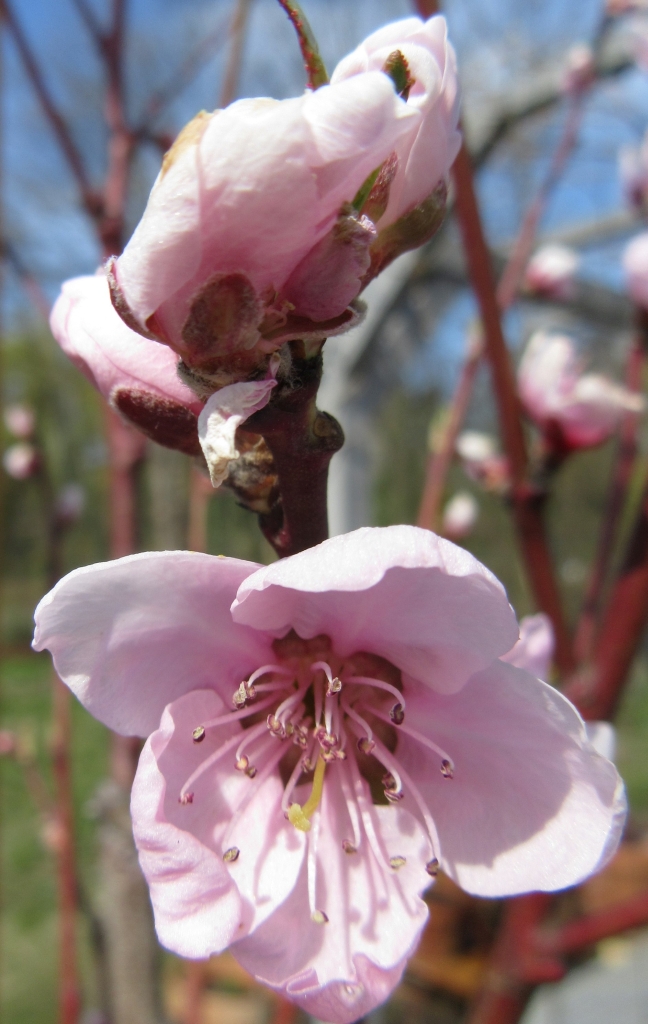 2021_04_18 Goldbek-Aue Pfirsich 0034a