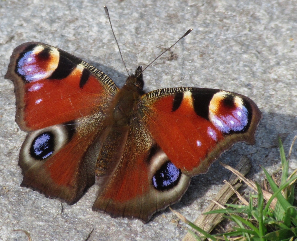 2021_04_18 Goldbek-Aue Tagpfauenauge Aglais io 0047a