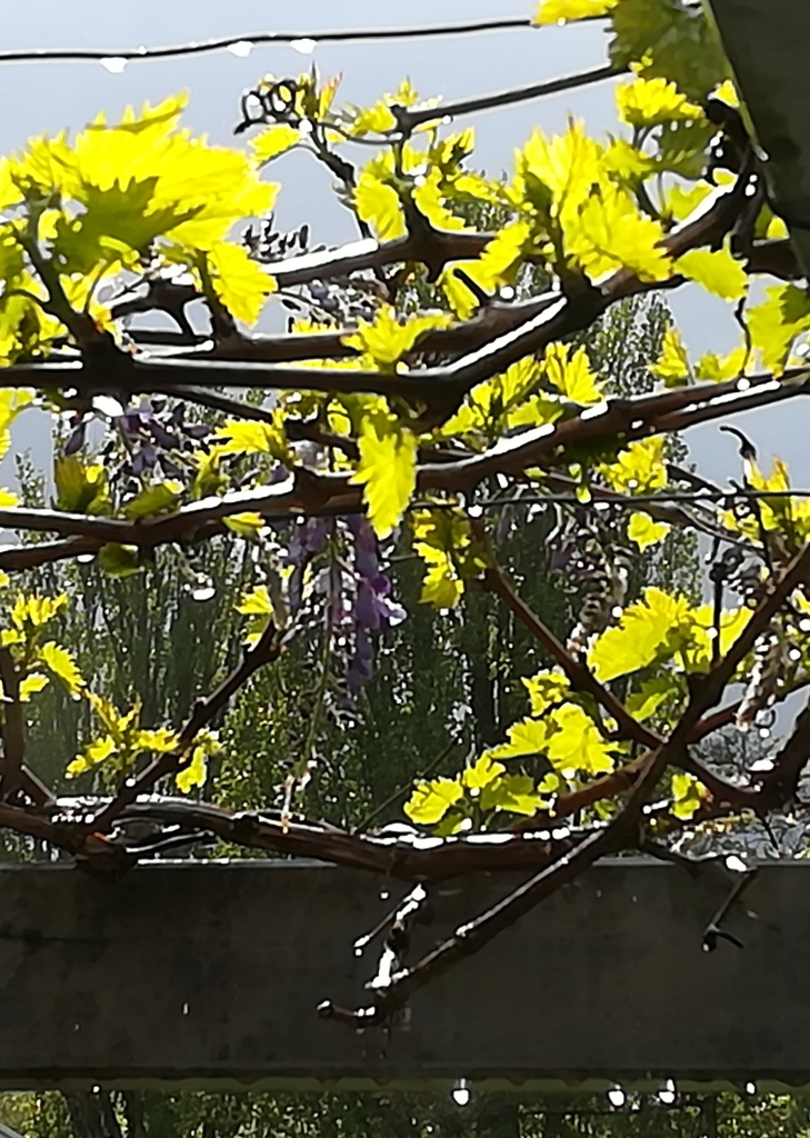 2021_05_16 Goldbek-Aue Wasser u Wein