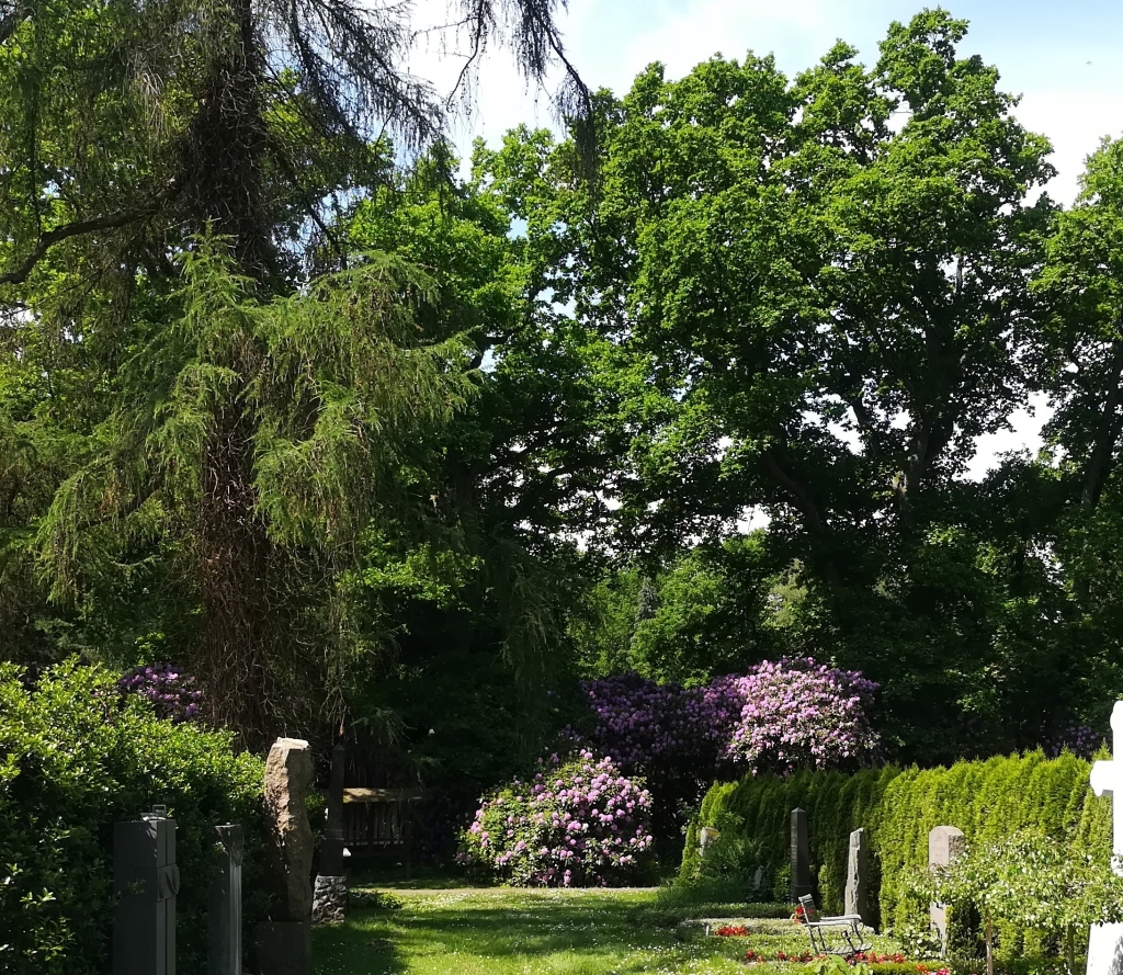 2021_06_05 114512b Ohlsdorf Partie am Rosengarten