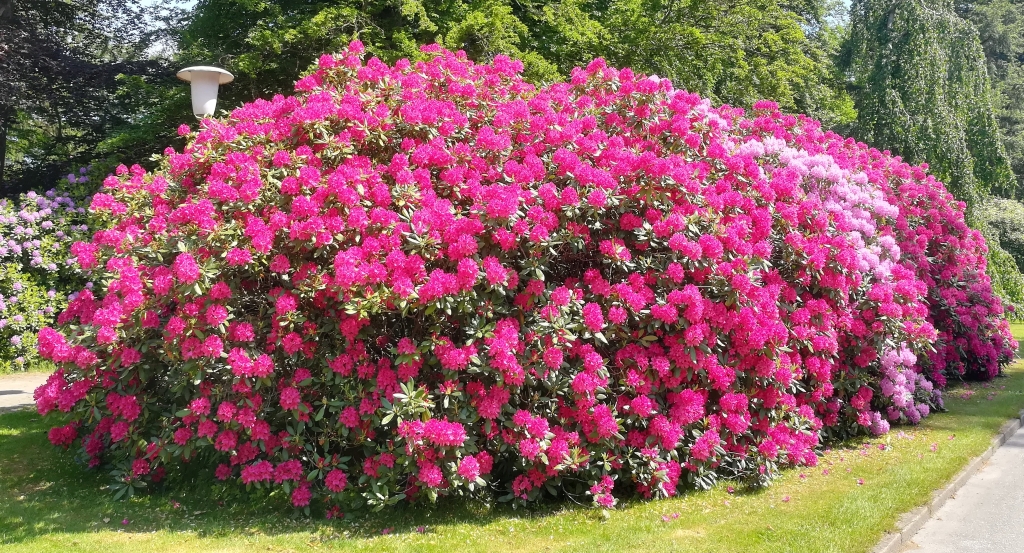 2021_06_05 Ohlsdorf, an der Cordesallee