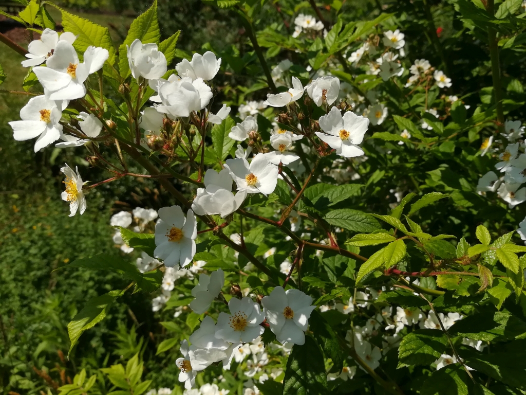 2021_06_17 Goldbek-Aue: Wildrose