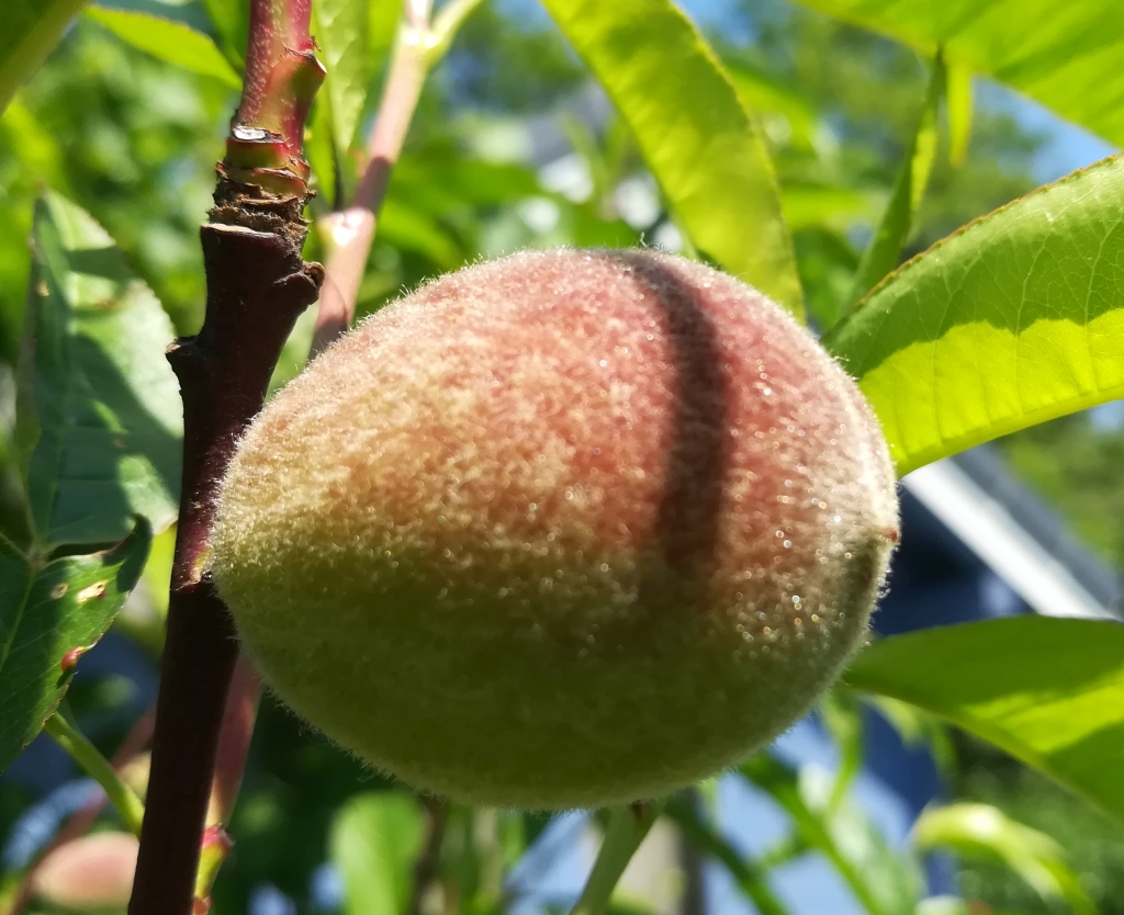 2021_06_17 Goldbek-Aue: Pfirsich