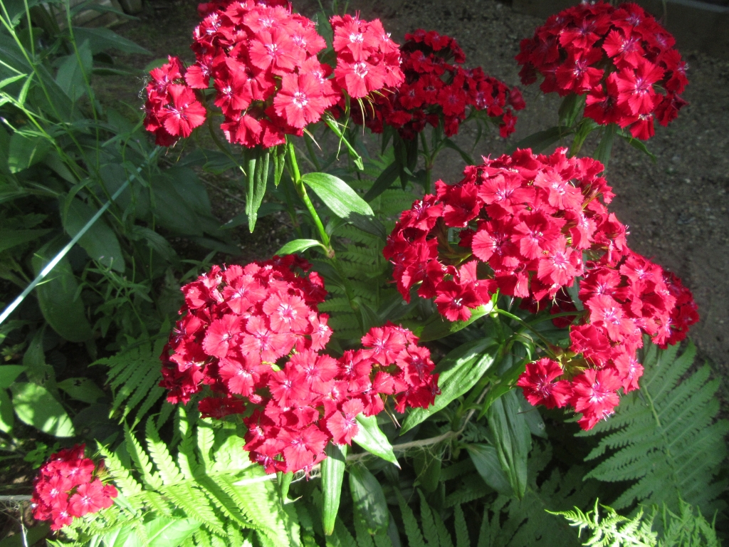 2021_06_27 Goldbek-Aue: Bartnelke