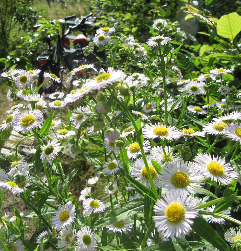 2021_06_27 Goldbek-Aue: Berufsblume