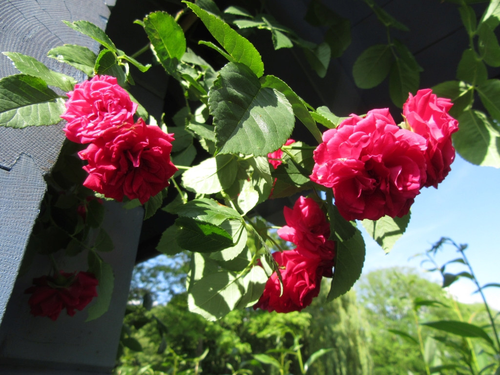 2021_06_27 Goldbek-Aue: Rambler-Rose