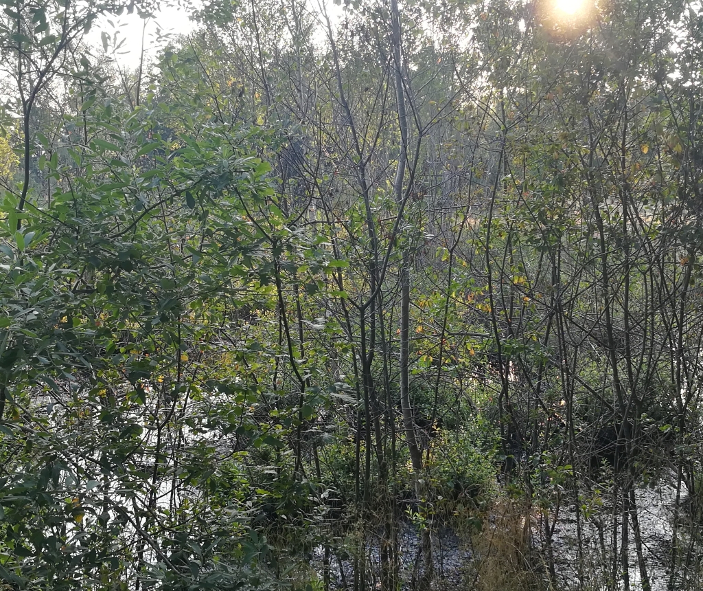 2021_07_20 Fußbergmoos