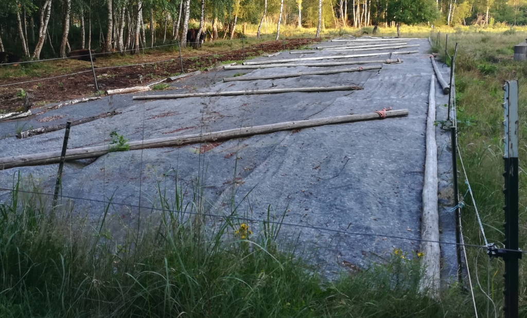 2021_07_20 Fußbergmoos, Ausdunkelung gegen Brombeerwuchs