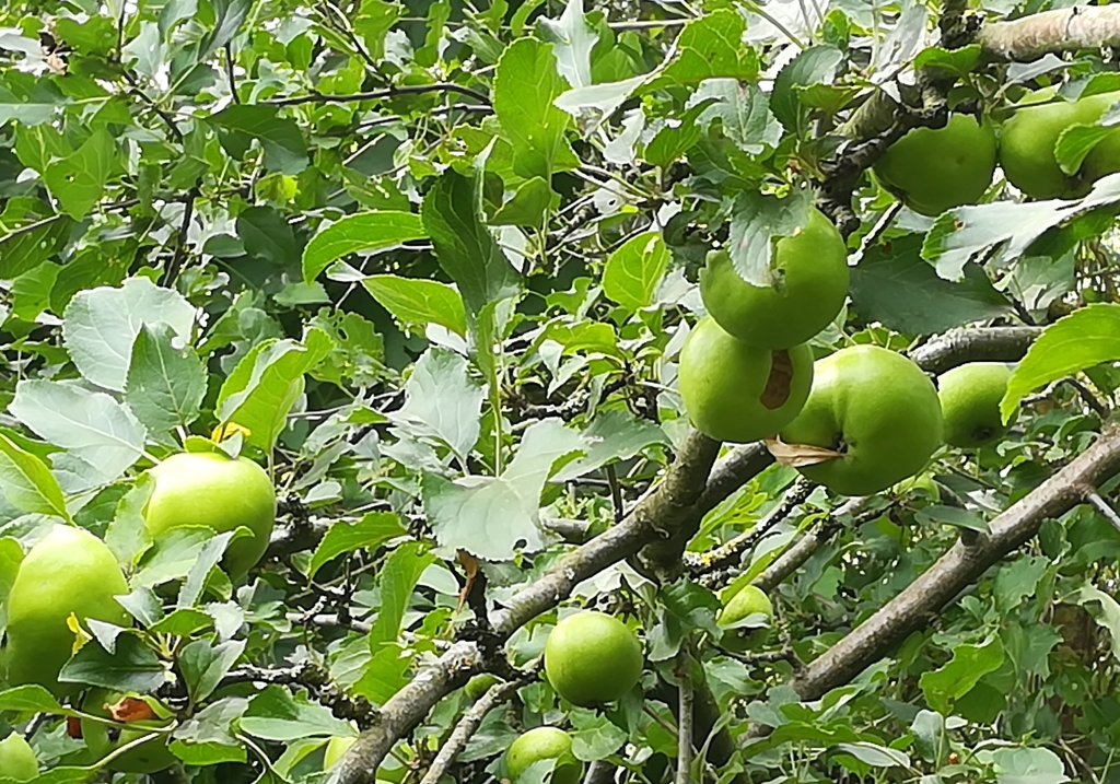 2021_07_30 Wildapfel