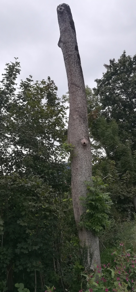 2021_09_19 Gekappter Höhlenbaum am Steinbach bei Nußdorf