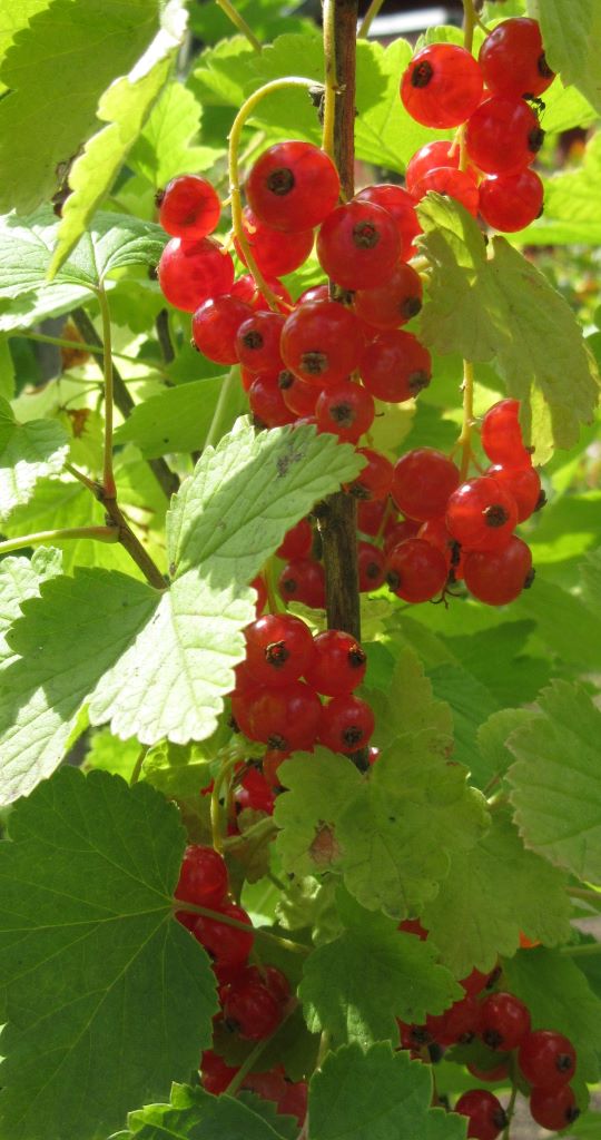 2021_07_10 Goldbek-Aue Johannisbeeren