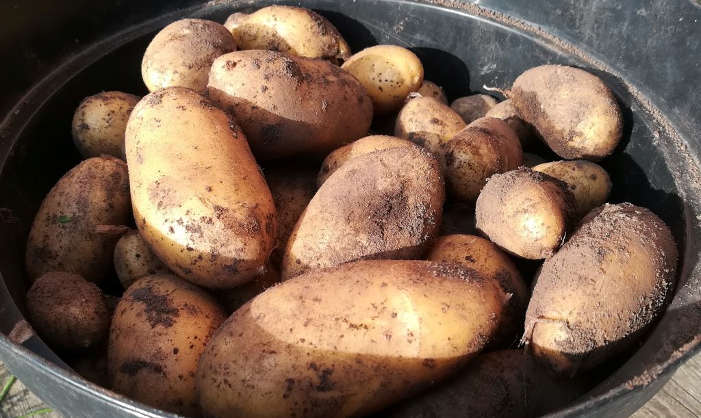 2021_08_08 Goldbek-Aue Kartoffelernte