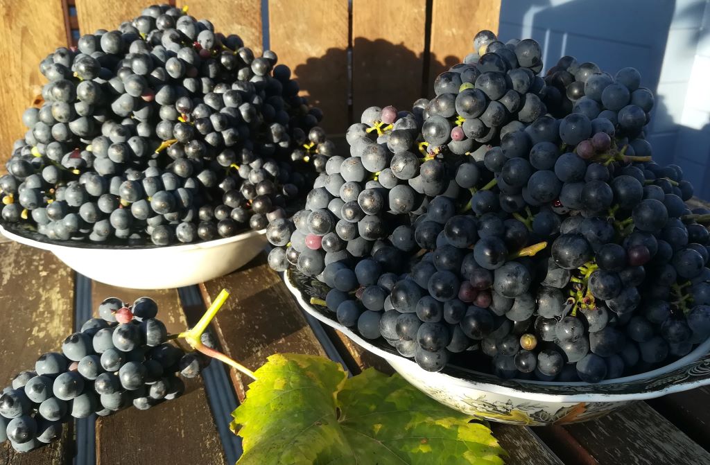 2021_10_11 Goldbek-Aue Weinernte