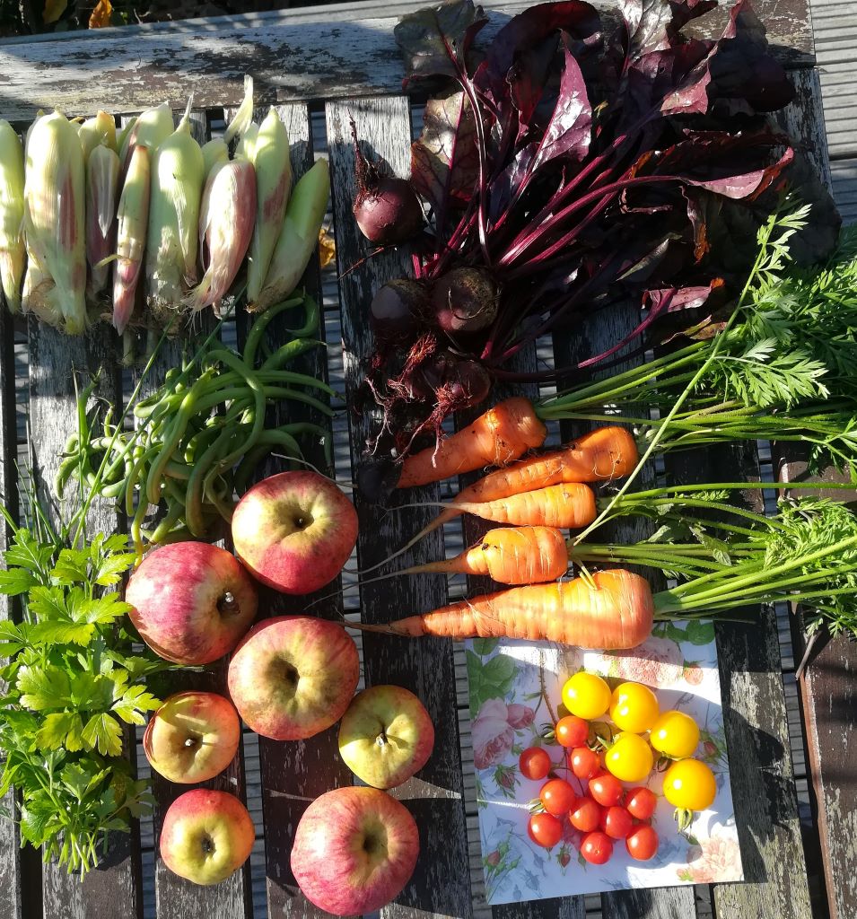 2021_10_24 Goldbek-Aue Ernteauswahl