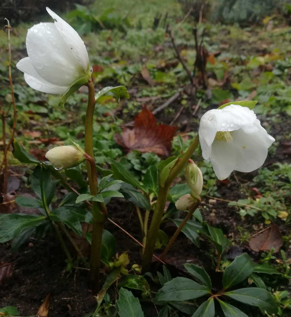 2022_01_29 Goldbek-Aue: Christrose