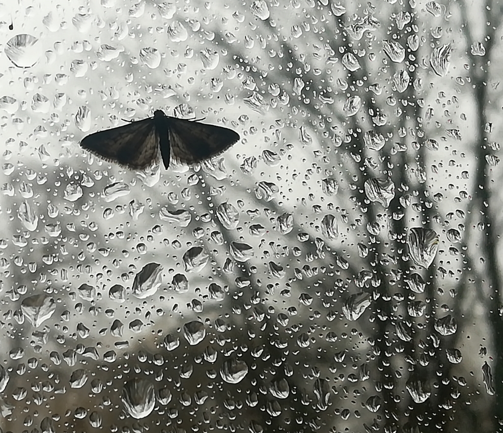 2022_01_29 Goldbek-Aue: Besuch