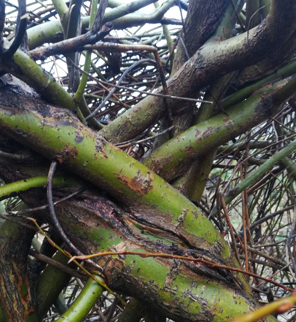 2022_01_29 Goldbek-Aue: Wilder WeidenWuchs