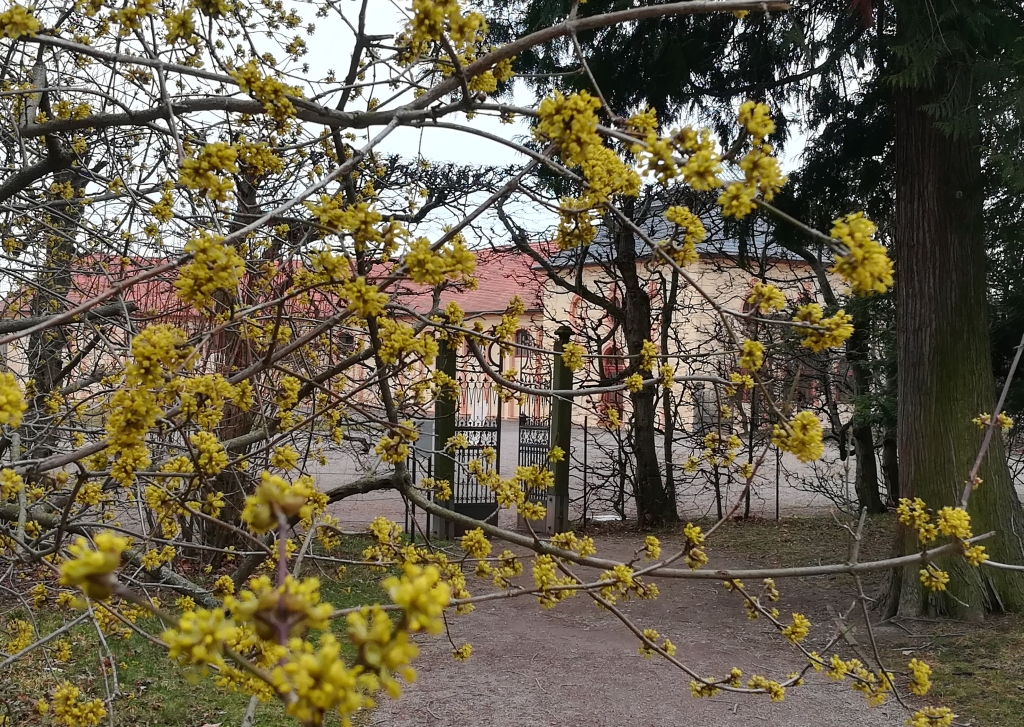 2022_03_17 Weimar, Belvedere, Orangerieplatz