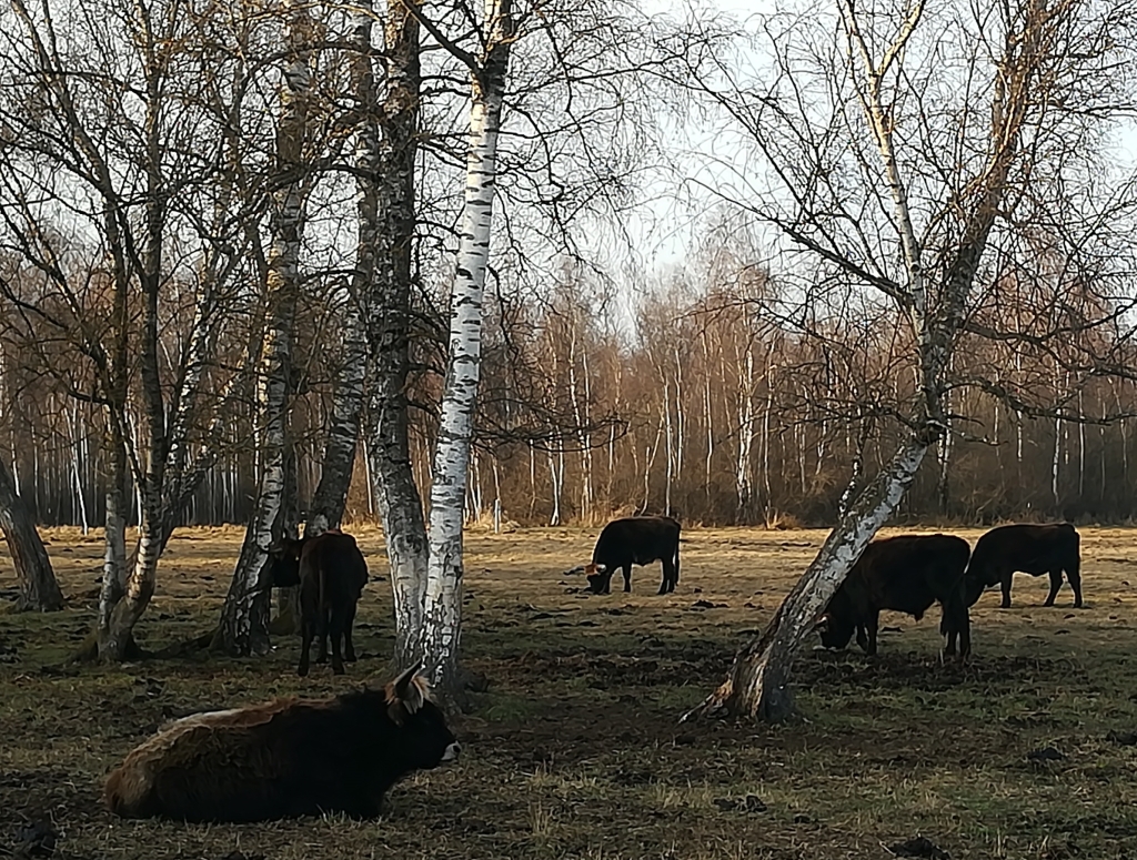 2022_03_20 Fußbergmoos, Heckrinder