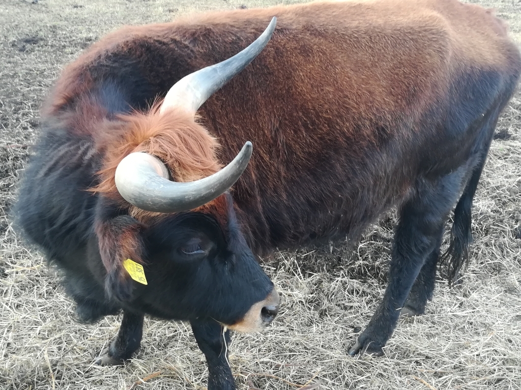 2022_03_20 Fußbergmoos, Heckrind