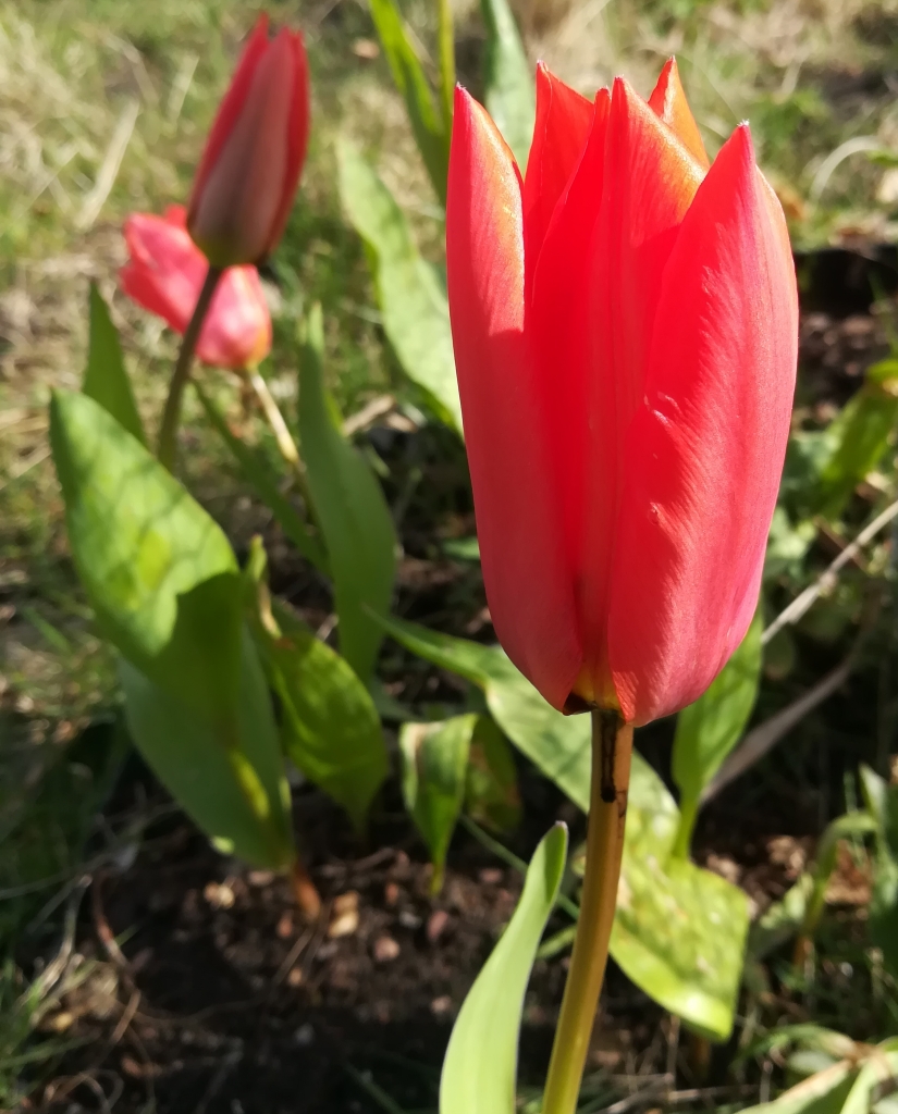 2022_04_09 Goldbek-Aue Tulpenblüte