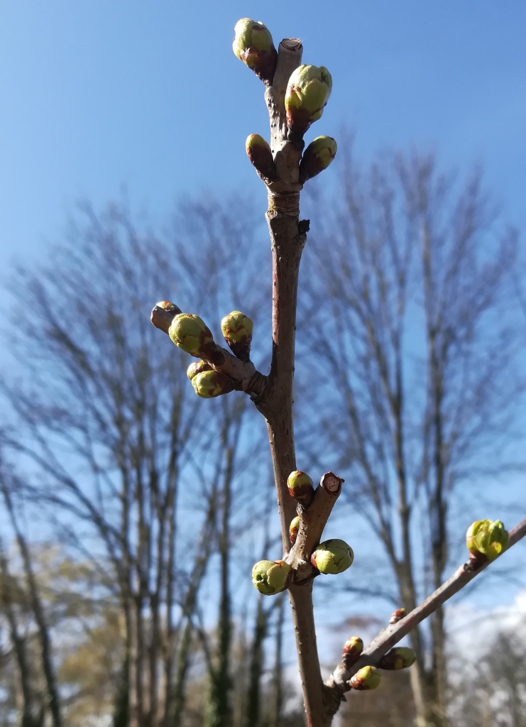 2022_04_09 Goldbek-Aue Kirschknospen