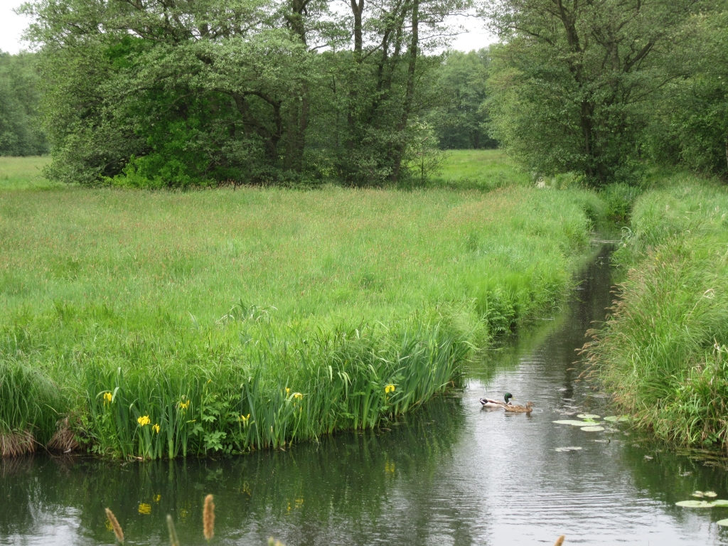 2022_05_19 Moorburger Landscheide bei Moorburger Alter Deich
