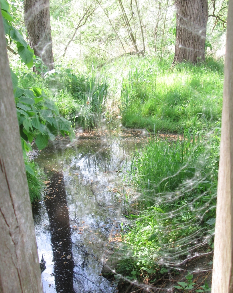 2022_05_19 Eißendorf, Furt in Lohmühlengraben