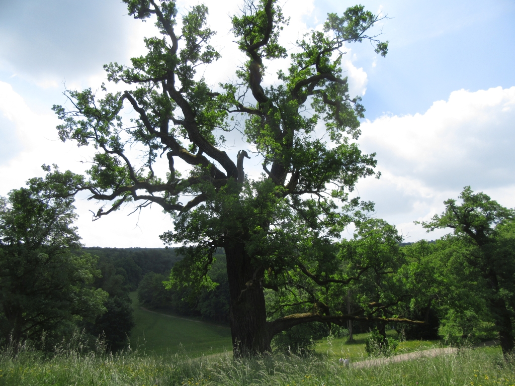 2022_05_22 IMG_0771 Ettersburg Park