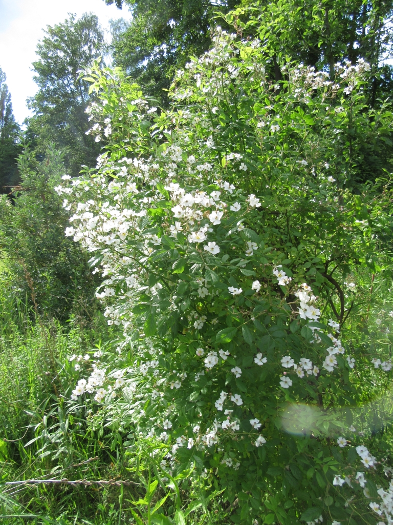 2022_06_06 IMG_0938 Goldbek-Aue Wildrose