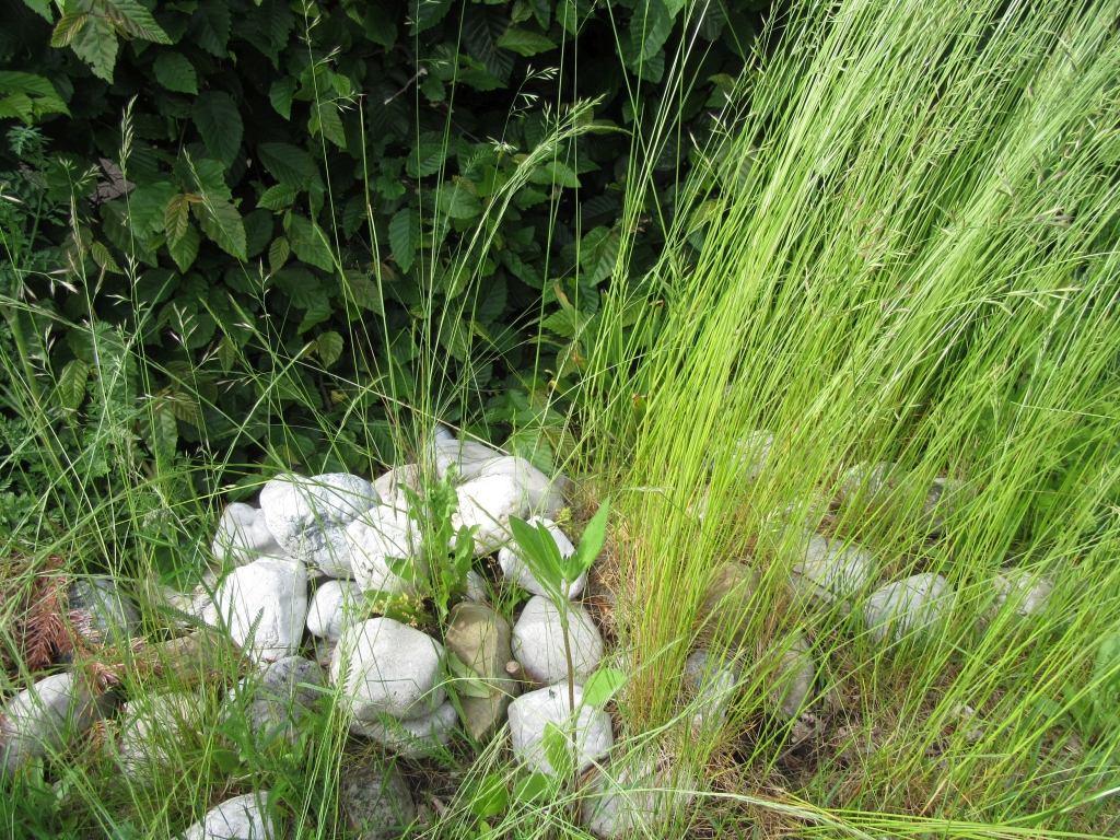 2022_06_06 IMG_0942 Goldbek-Aue Kieselgruppe