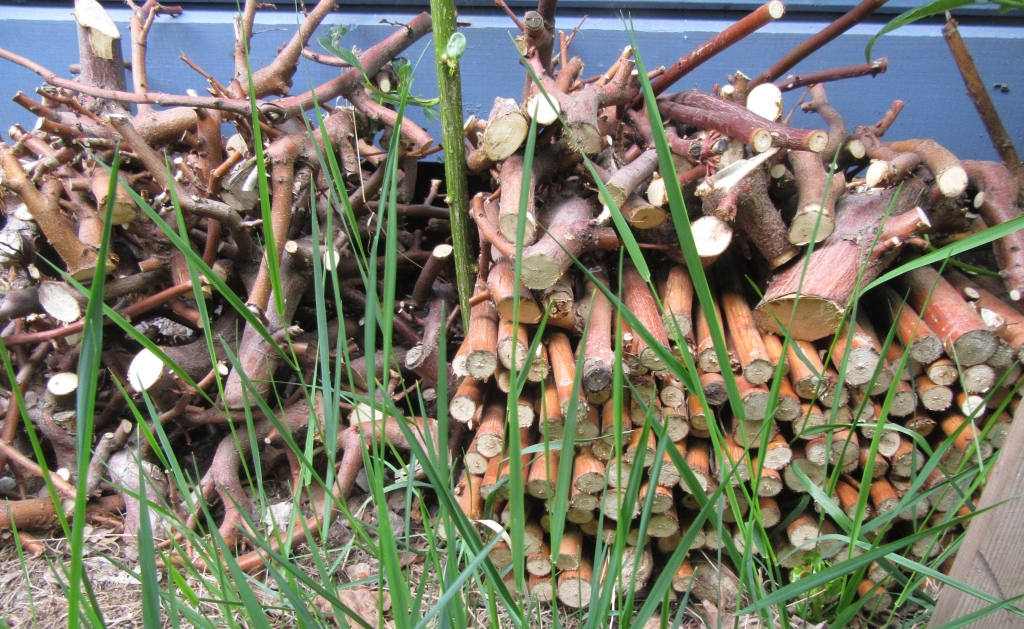 2022_06_06 IMG_0948a Goldbek-Aue Weidenholz